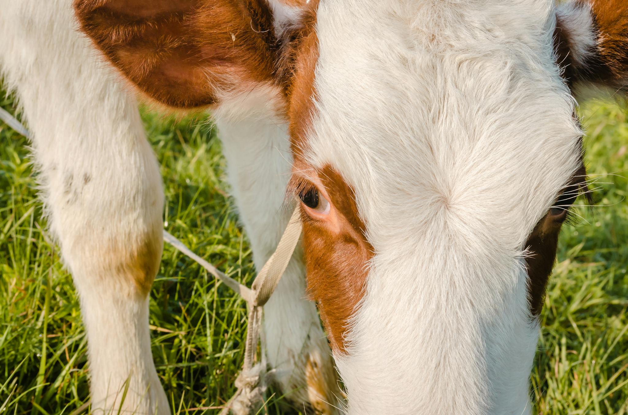 A close-up shot of a young calf eating grass, showcasing its white and brown fur. Perfect for nature and agriculture themes.