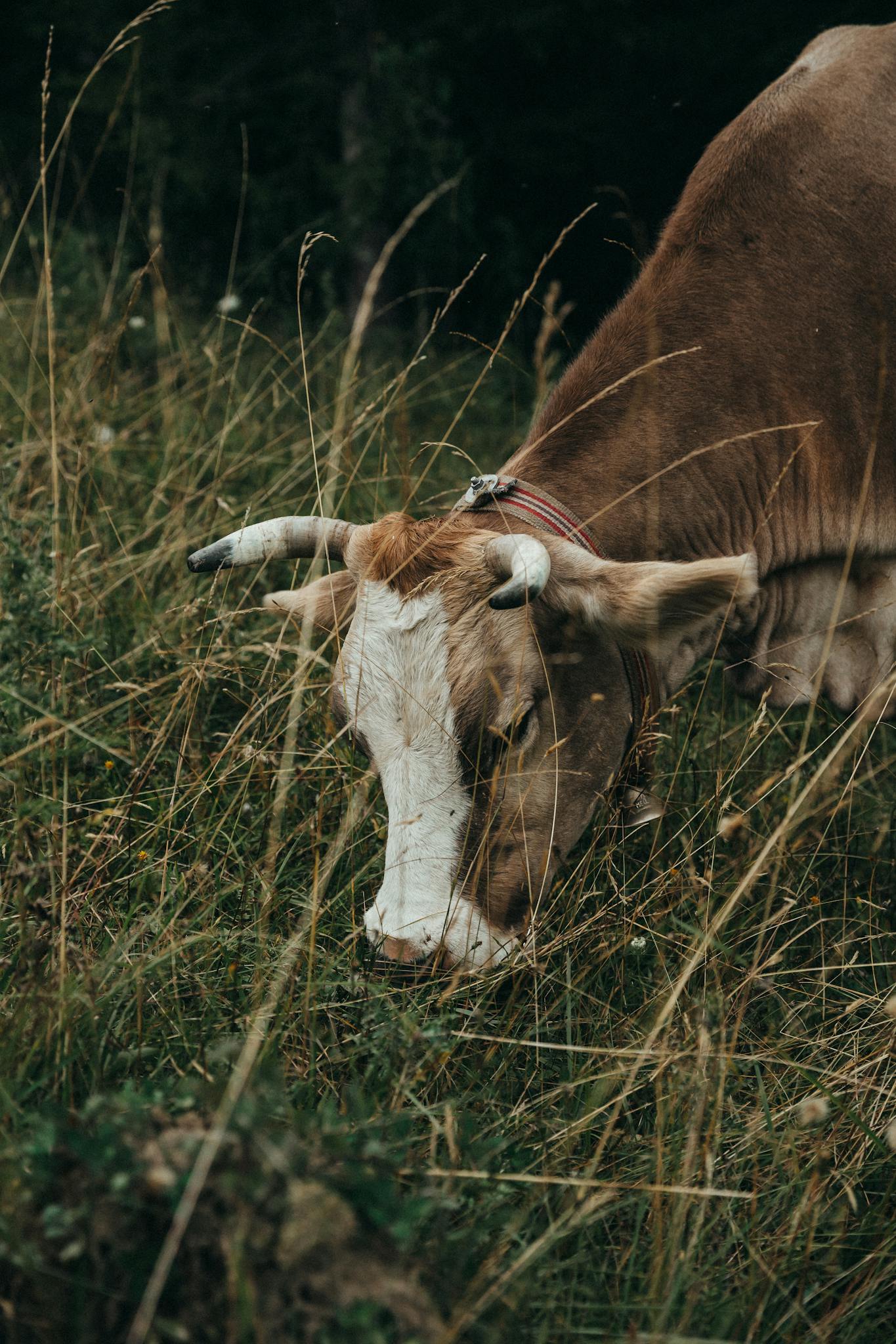 A serene scene of a brown cow grazing in a grassy meadow, showcasing pastoral tranquility.