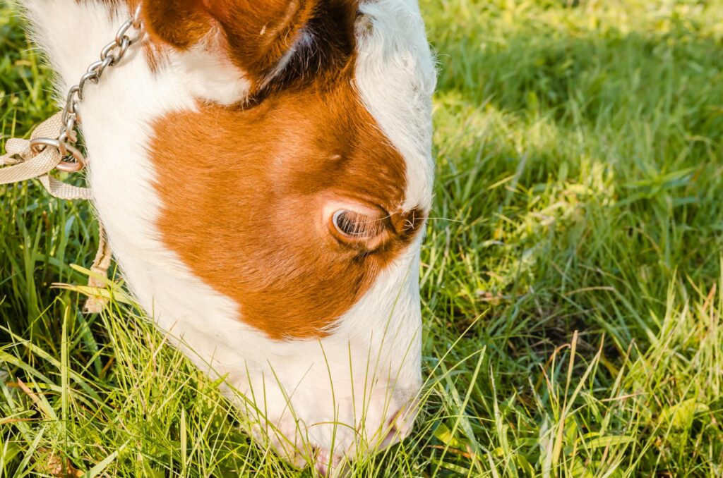 Close-up of a brown and white cow grazing in a lush green field.