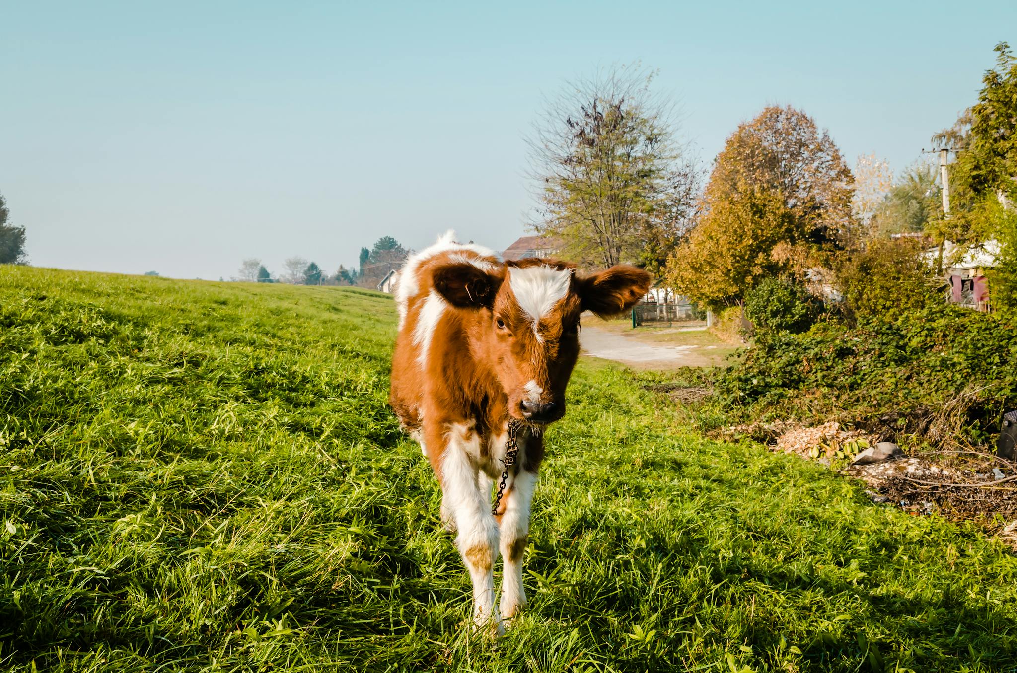 Cute young calf grazing in green meadow, Vojvodina, Serbia.