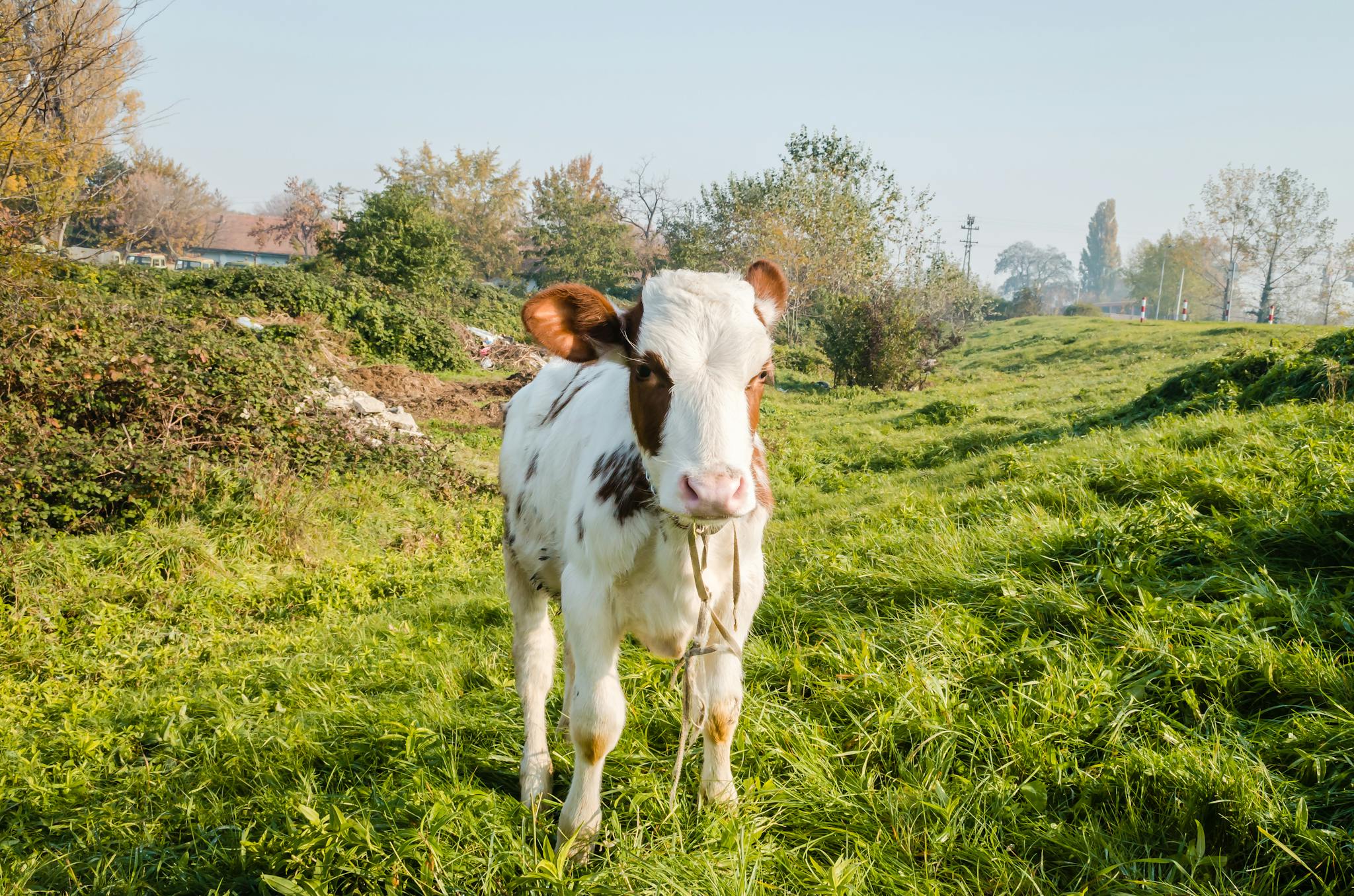 Cute young cow standing in lush green field in Vojvodina, Serbia, under a clear sky.